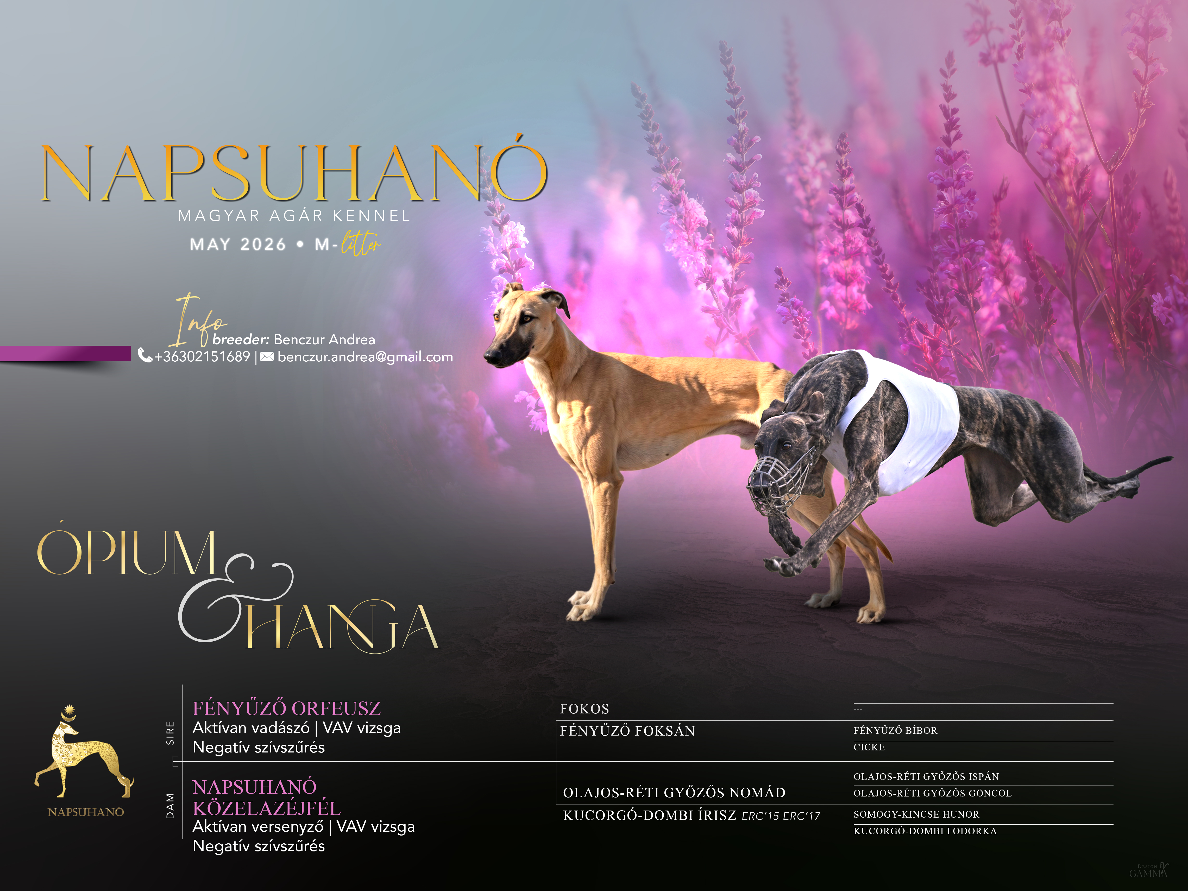 NAPSUHANÓ Magyar Agár Kennel